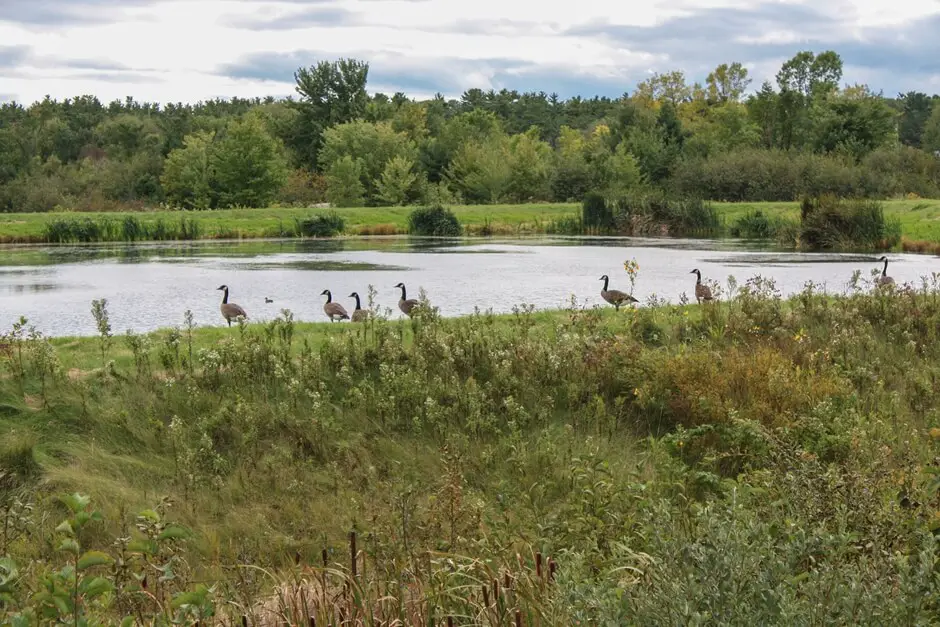 Canada geese migrating at Killarney Provincial Park