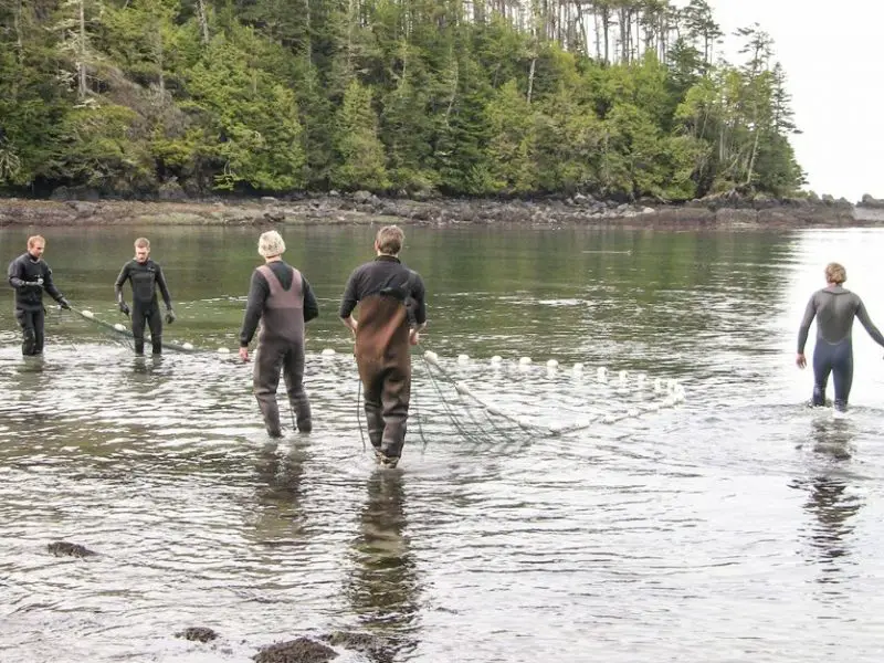 Fresh fish for the aquarium Ucluelet British Columbia Canada