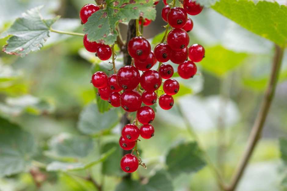 currants