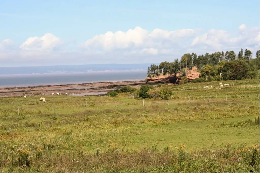 Horses graze at the Bay of Fundy in Nova Scotia