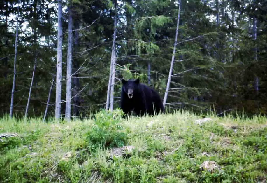 Black bear in the forest - German emigrants in Canada