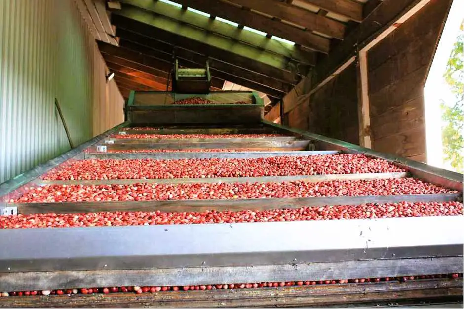 Here the cranberries are dried Cranberry harvest in Canada