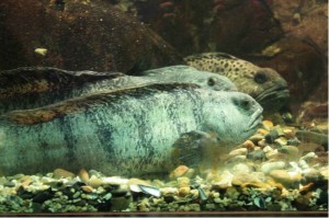 Fish in the St. Lawrence River