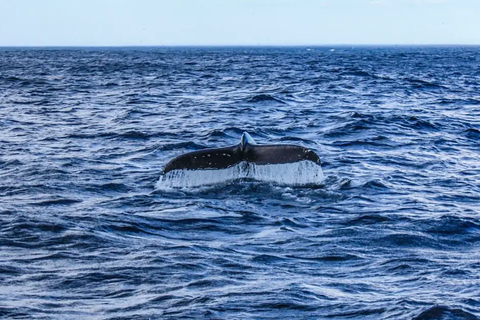 Whales are watching in front of Newfoundland