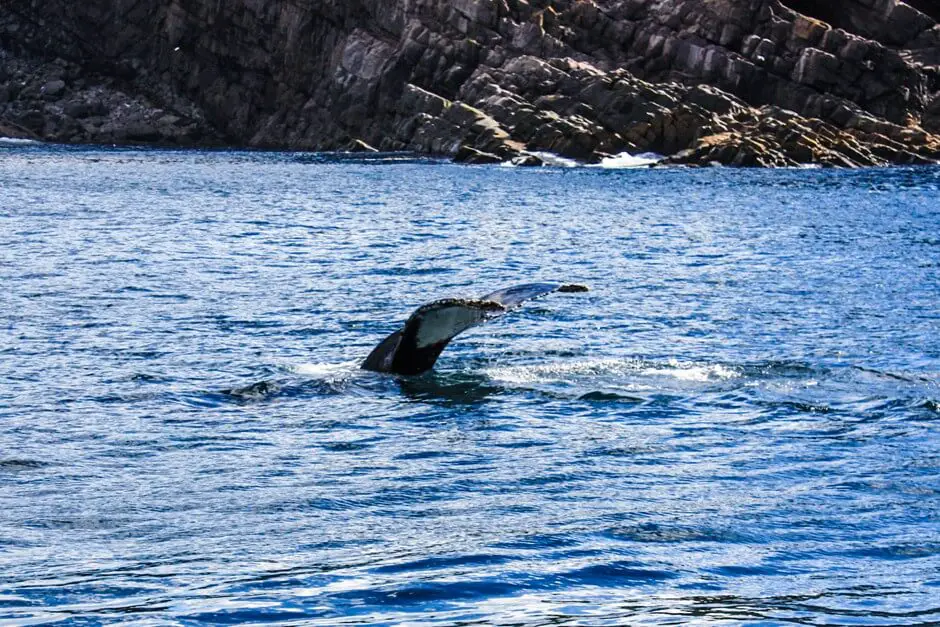 Whale Fluke - whale watching Newfoundland
