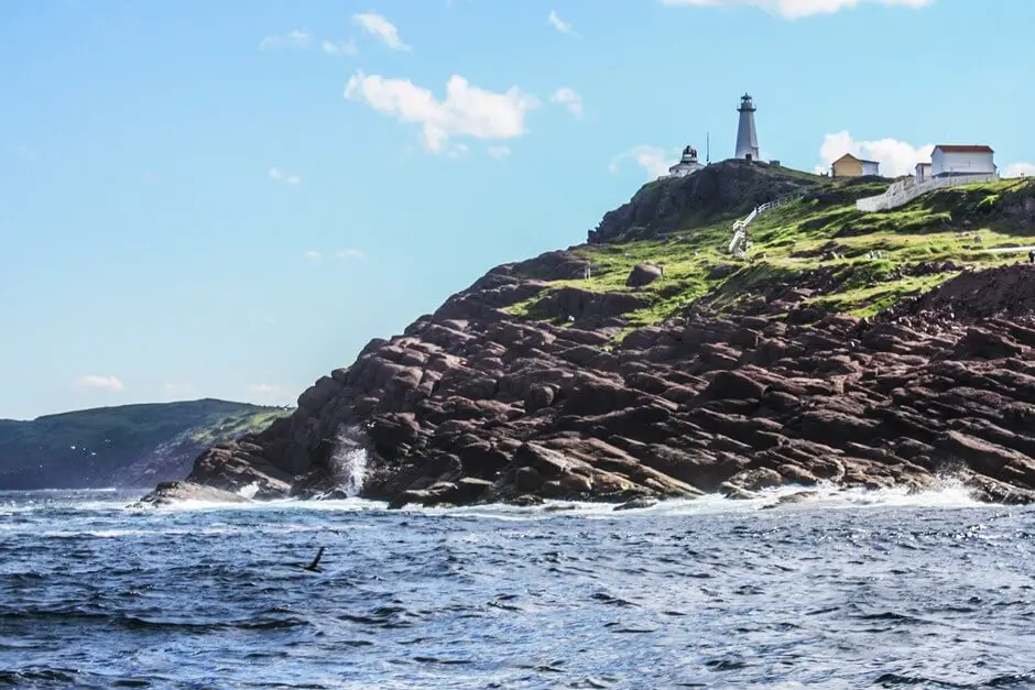 Whales are watching in front of Cape Spear