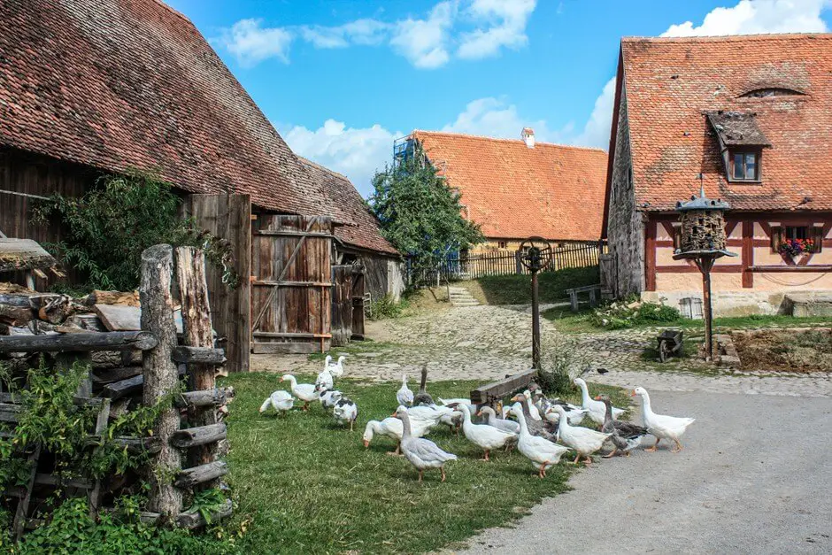 Geese in the open air museum Bad Windsheim