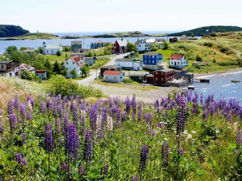 Trinity Newfoundland im Juli – Wenn die Wildblumen blühen