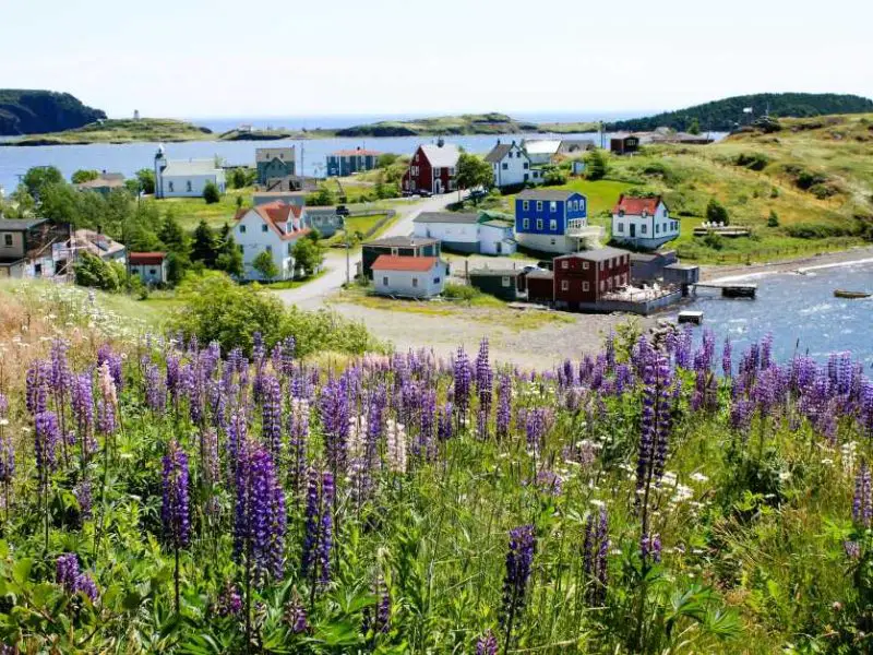 Trinity Newfoundland Lupins