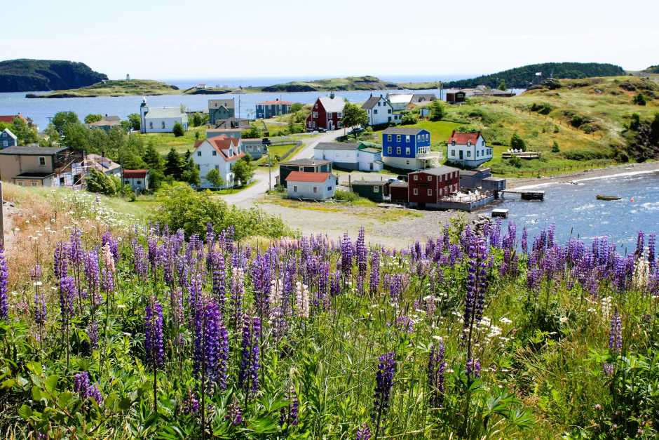 Trinity Newfoundland in July - When the wildflowers are in bloom