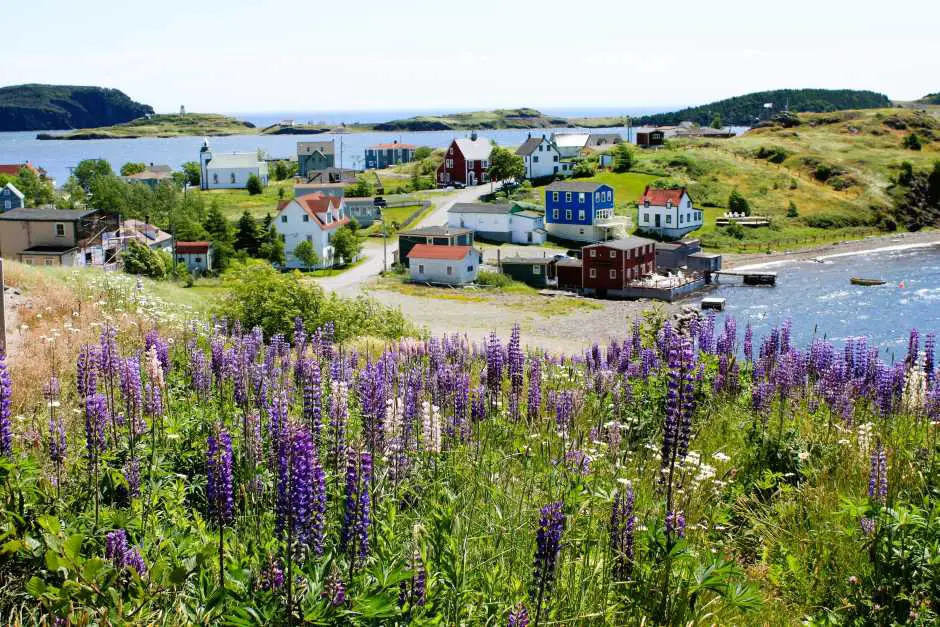 Trinity Newfoundland im Juli – Wenn die Wildblumen blühen