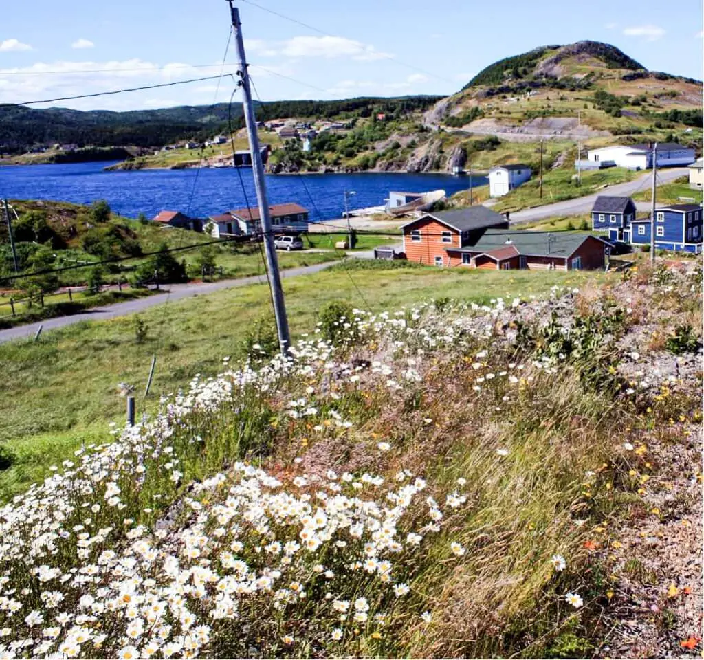 Daisies in Trinity Newfoundland