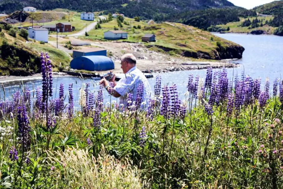 Petar inmitten von Lupinen in Trinity Newfoundland