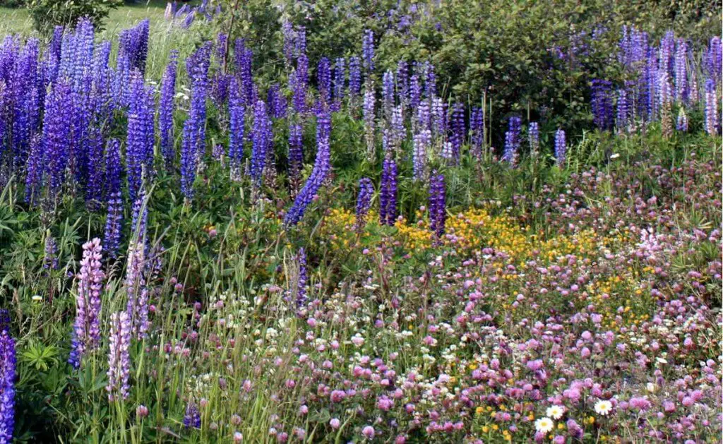 wildflowers