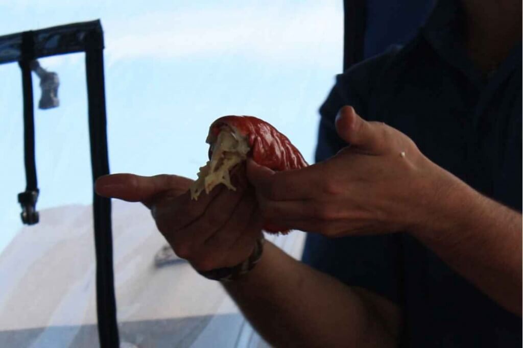 Remove lobster meat from the shell © Copyright Monika Fuchs, TravelWorldOnline