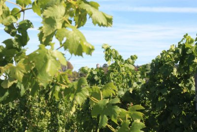 Wine hiking in Franconia - Hiking in the vineyards of Castell in the Franconian wine country