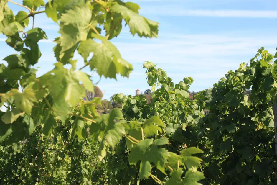 Hiking in the vineyards of Castell in the Franconian wine country