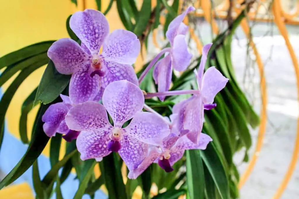 Orchideen im bonnet house museum and gardens fort lauderdale