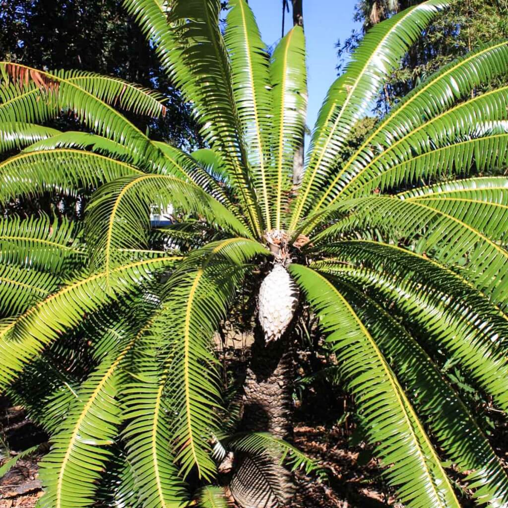 Palmfarn im Edison Ford Museum