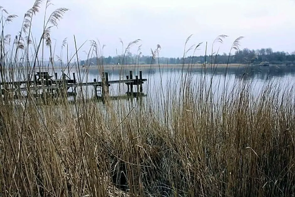 Ried belt near the Chiemsee Fischer