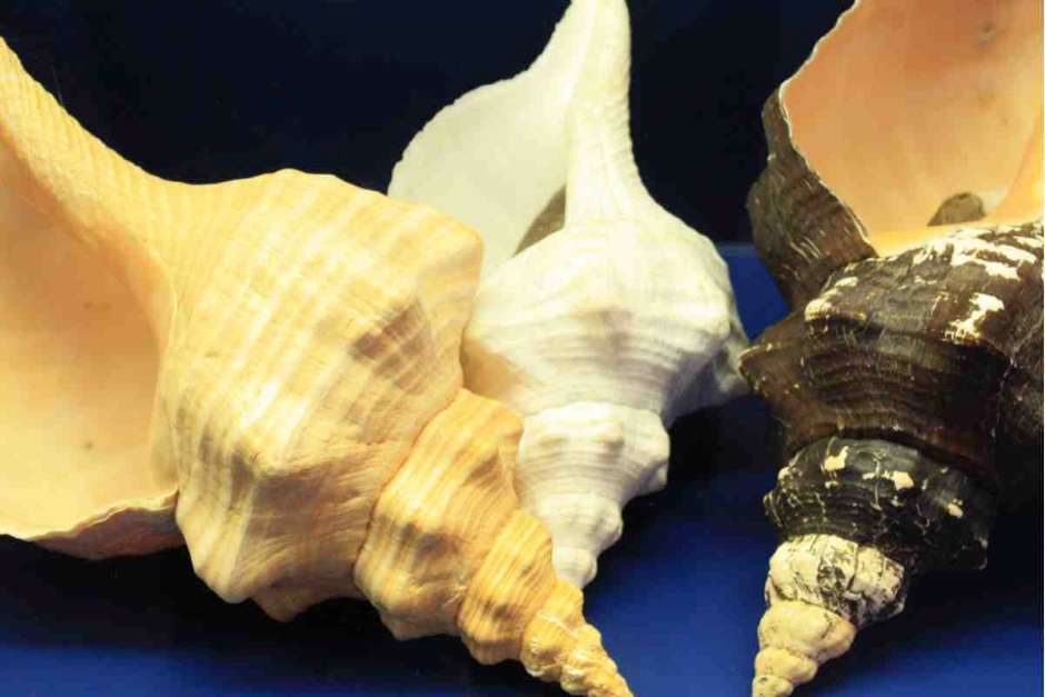 Muscheln auf Sanibel Island