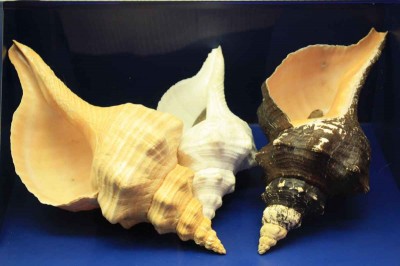 Shells on Sanibel Island