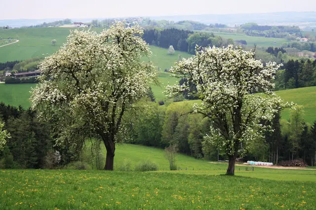 Birnbäume im Mostviertel