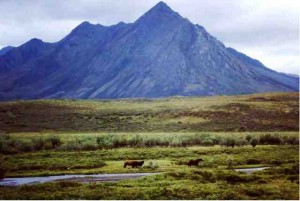 Unterwegs auf dem Dempster Highway