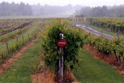 The Frontenac grapes are particularly suitable for the region