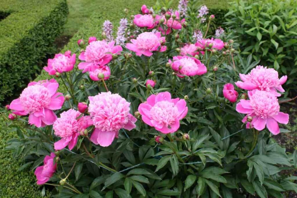 Peonies in all colors in the park of Hildene © Copyright Monika Fuchs, TravelWorldOnline