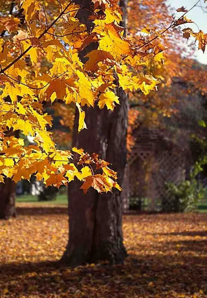 The best photos of the Indian Summer