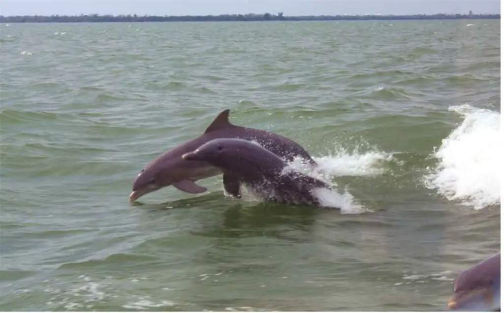 Dolphins play in the bow waves of our ship © Copyright Monika Fuchs, TravelWorldOnline