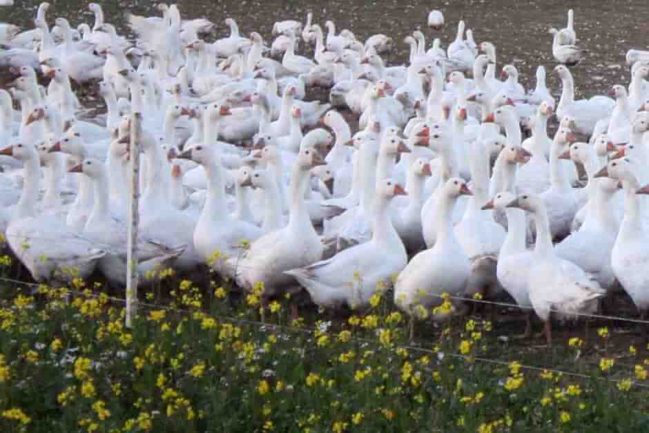 These geese spend their lives on pasture © Copyright Monika Fuchs, TravelWorldOnline