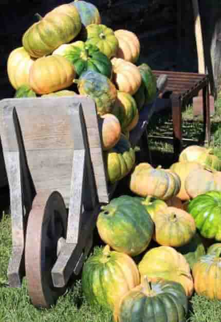 The best photos of the Indian Summer