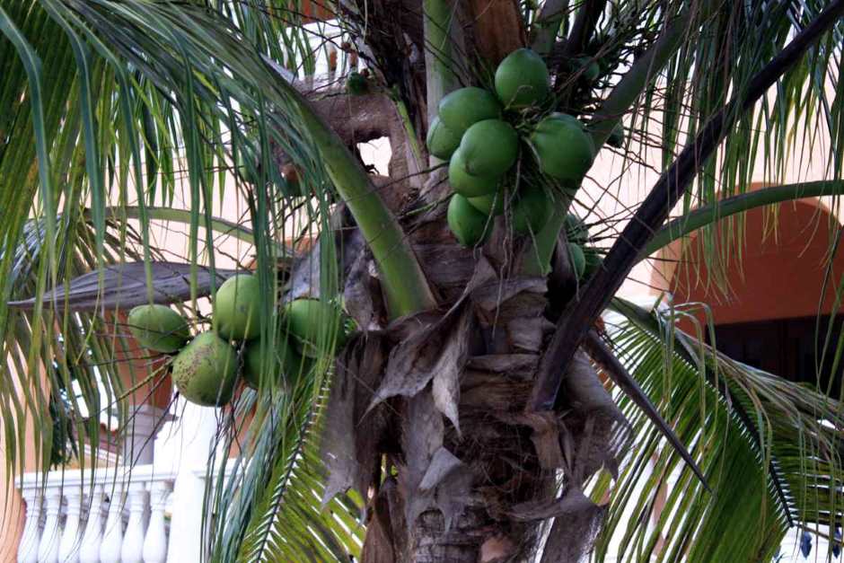 Kokospalmen auf Captiva Key, Florida