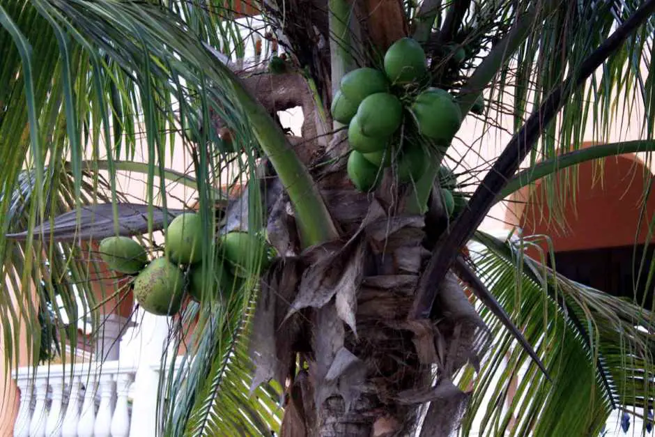 Coconut trees on Captiva Key, Florida