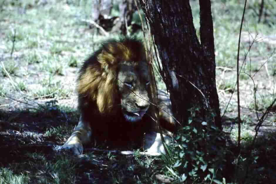 Male lion
