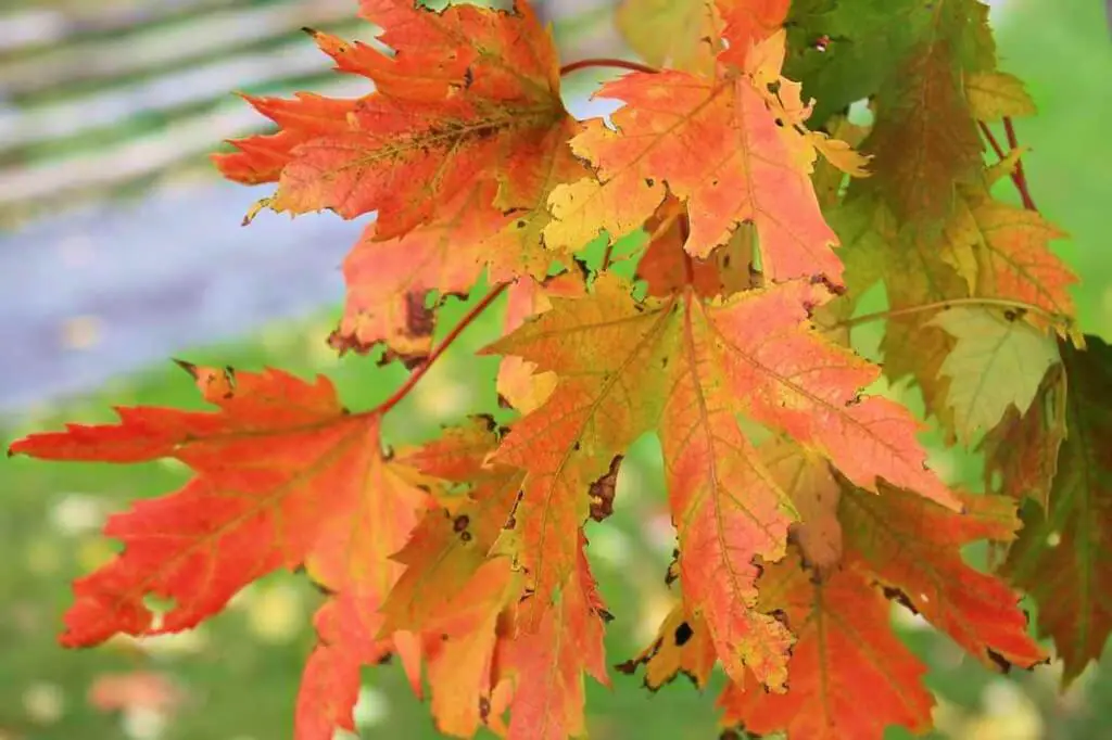 The best photos of the Indian Summer