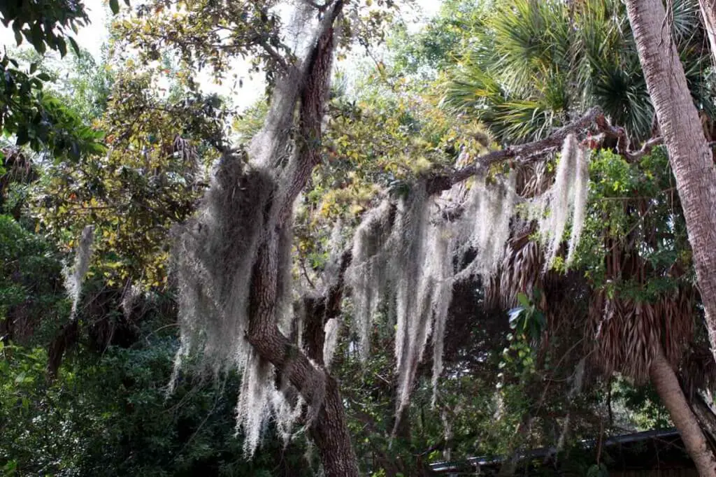 Spanish moss hangs from the dense trees on Cabbage Key © Copyright Monika Fuchs, TravelWorldOnline