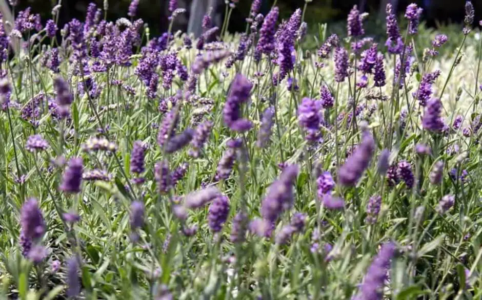 Lavendel in der Provence