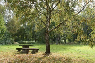 Die Herbstsonne scheint durch die Birken