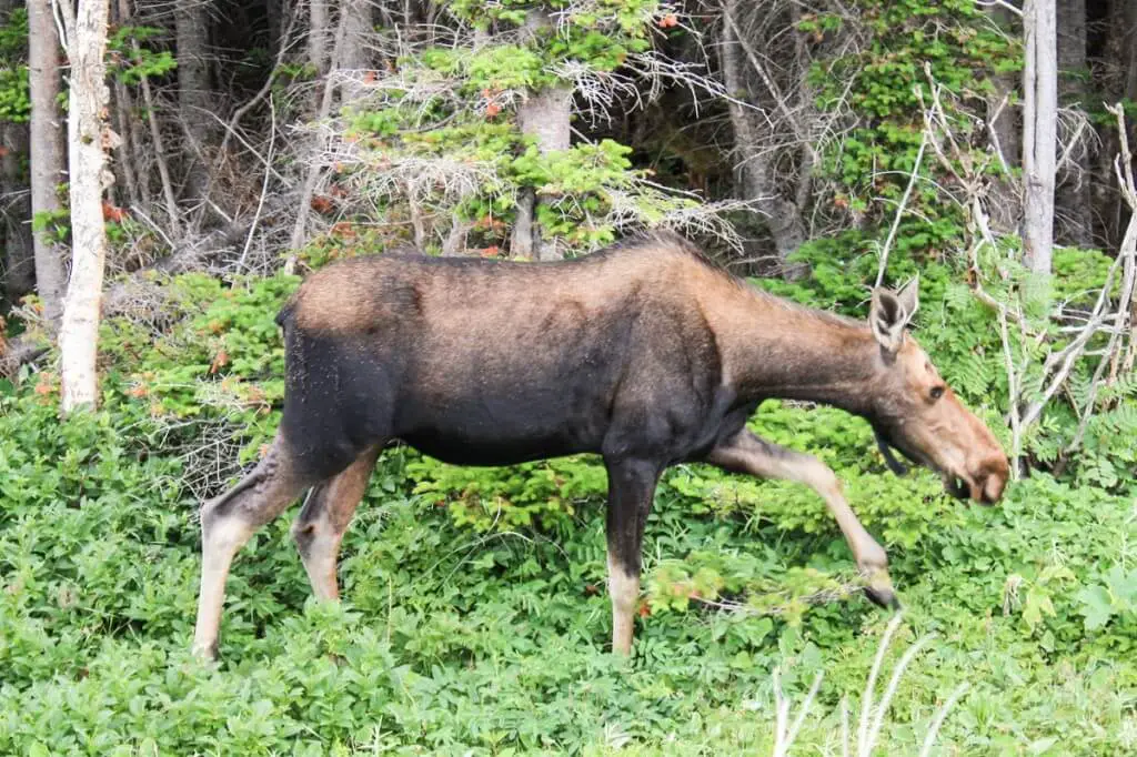 Moose in the forest