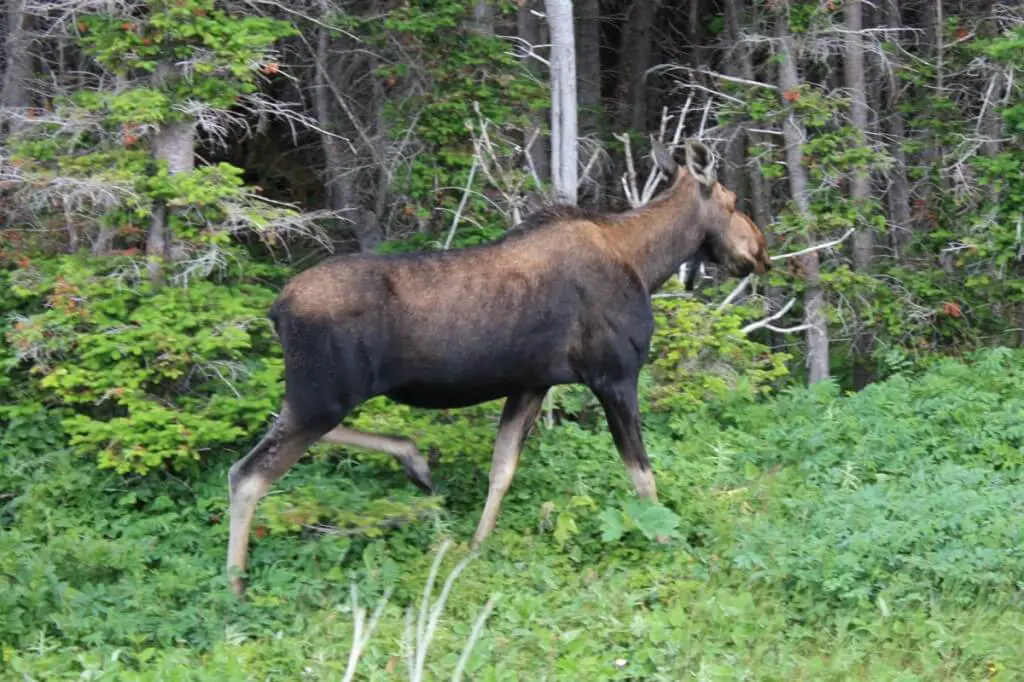 Fleeing moose