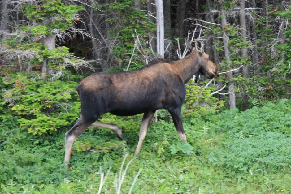 Fleeing moose