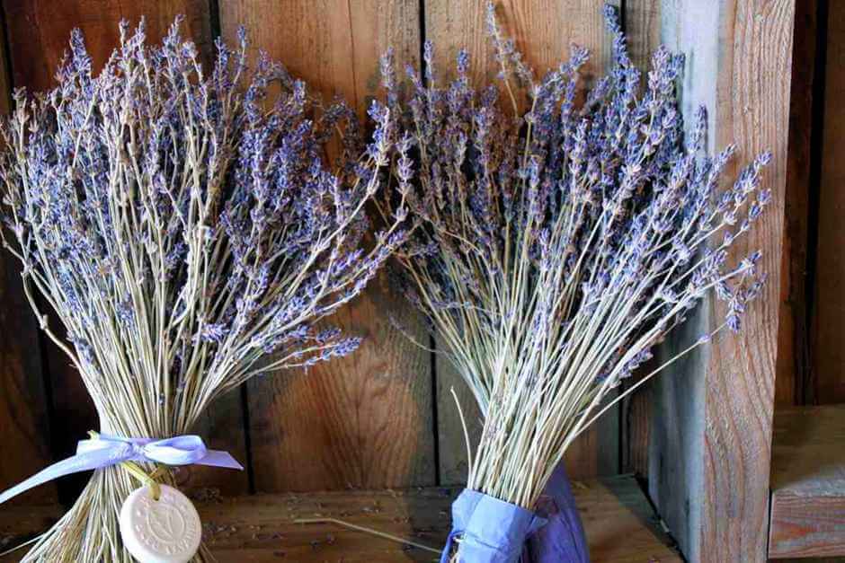 Dried lavender at Bleu Lavande in Quebec