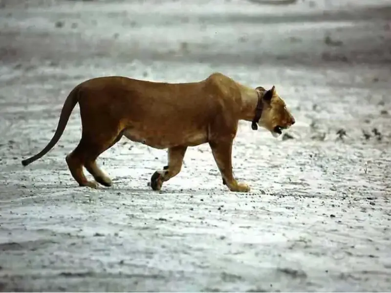 Lioness on the hunt