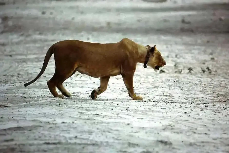 Animals in Africa: lion versus buffalo