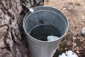 The tree is tapped to harvest the sweet juice