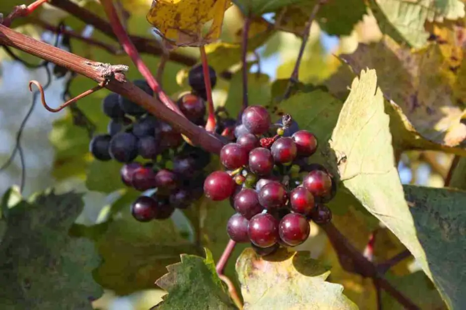 Taste Burgenland wine - three times different