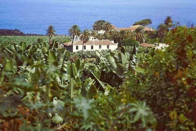 How do bananas grow in Tenerife?